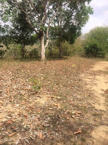 Imagem 7 de 18 de Ótimo Sítio 14 Hec, Não Tem Benfeitoria, Estrada De Aldeia Km 33 Em Paudalho Aceito Carro - St00007