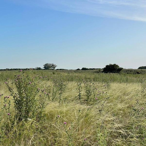 Imagen 11 de 14 de Campo Zona Laguna Los Horcones
