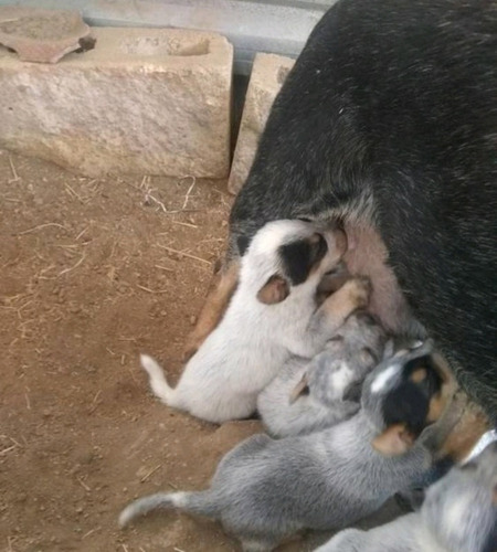 Pastor Australiano Cachorros Finos