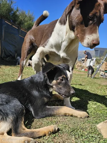 Guardería & Pensionado Canino En Bariloche Sin Jaulas