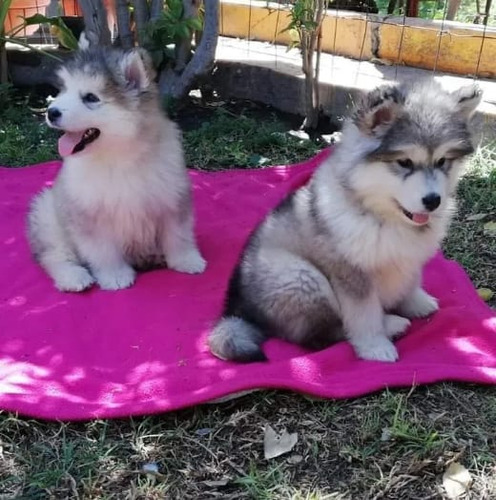 Cachorros Alaskan Malamute 