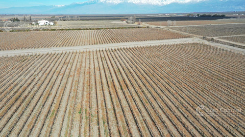 Se Vende Finca En Valle De Uco Mendoza. 300 Ha De Viñedo En Producción Unicas. Lo Mejor
