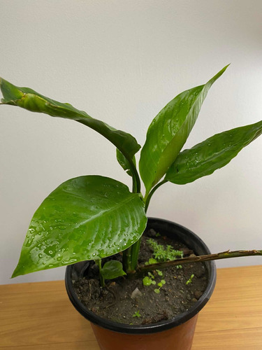 Imagen 1 de 6 de Lirio De La Paz O Cuna De Moisés Planta