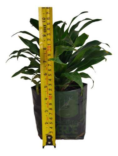 Dracaena Compacta #1