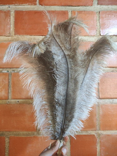 Imagen 2 de 5 de Plumas Decorativas (avestruz)