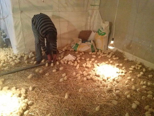 Gallinas Ponedoras 2 Mes (fbavicgonzales)