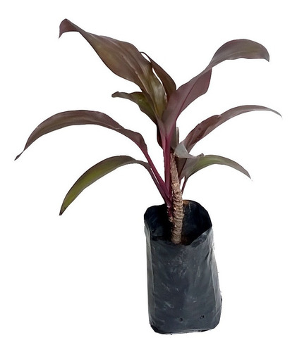 Muda De Dracena Vermelha - Cordyline Terminalis