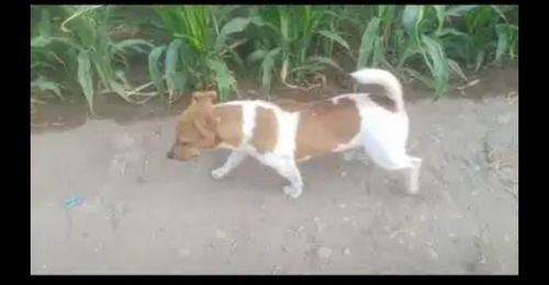 Imagen 7 de 11 de Vendo Padrillo Jack Rusell Pedigri Plata.