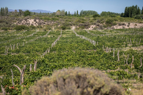 Campo En Venta En San Rafael