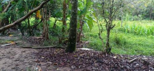 Imagem 10 de 25 de Chácara Com 50.000 M² De Área Total E Com Horta, Lago, Riacho, Pomar E Cozinha Caipira, No Bairro Gaivota, Em Itanhaém Ref: 9242/ac