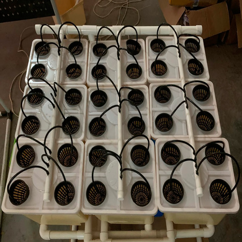 Lyine - Sistema Hidropónico De Tomate - 9 Cubos Holandeses.