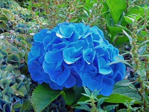 Semillas Hortensias Azul Gigante Mega Oferta 40 Semillas 