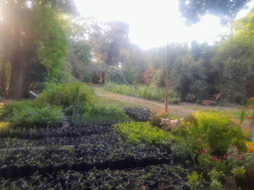 Plantasquecuran 1 Cúrcuma