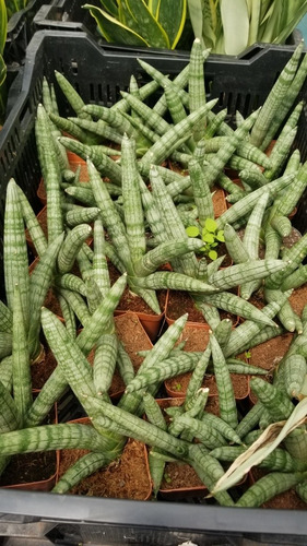 Imagen 2 de 3 de Sansevieria Cylindrica Pikachu Fotos Reales