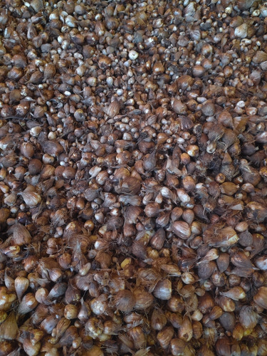 15 Bulbos Fresia Amarilla Para Jardín