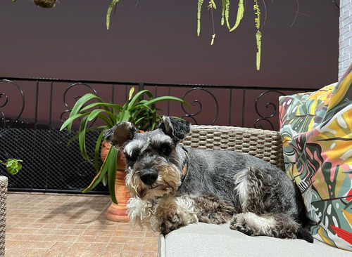 Cachorros Schnauzer