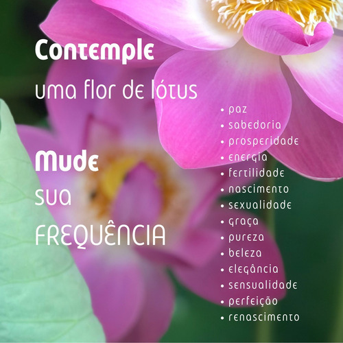 1000 Semente Flor De Lótus Rosa Nelumbo Alto Indice De Germi