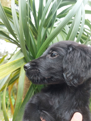 Imagem 1 de 4 de Filhotes Flat Coated Retriever