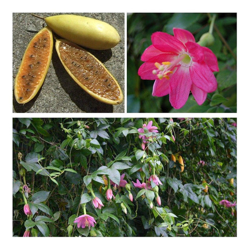 Sementes Maracujá Banana Passiflora Mollissima  Frete Grátis