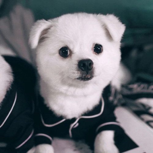 Pijama Para Mascotas Pijamas Perro Casual Y Transpirable