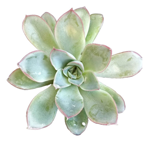 Echeveria Pulidonis E. Walther