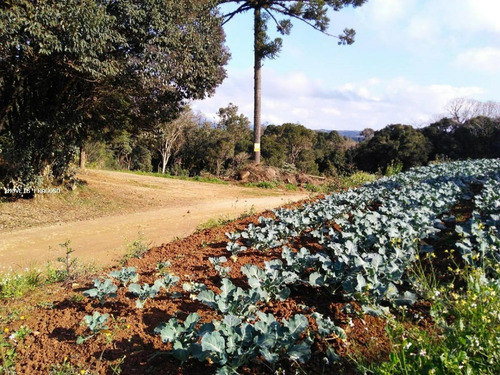Imagem 14 de 15 de Chácara Para Venda Em São José Dos Pinhais, Colonia Murici - 50.230_1-1392071