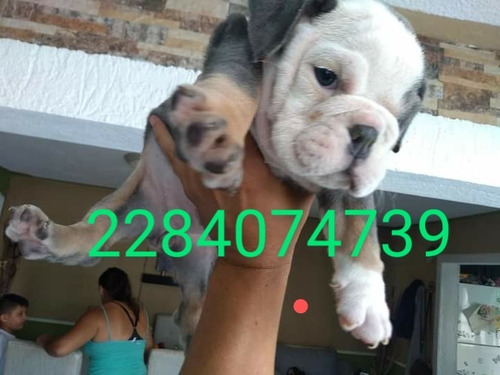 Imagen 9 de 9 de Hermosos Bulldogs Inglés Blue Precio De Oferta Navidad