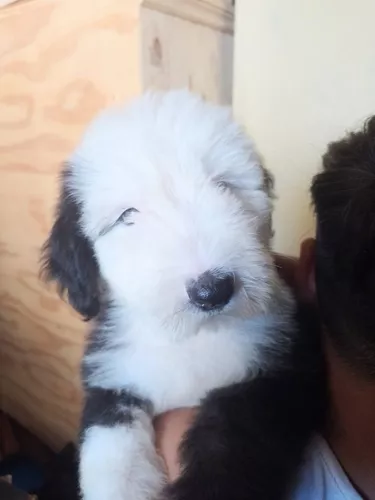 Cachorros Viejo Pastor Inglés 