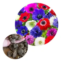Comprar Bulbos De Anemonas De Caen-st. Brigid X15 Bulbos Imp Holan