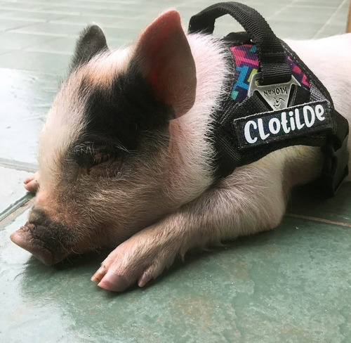 Imagen 3 de 5 de Arnes Pretal Acolchado Para Mini Pig