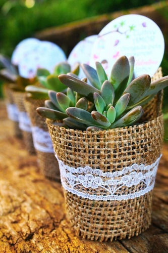 Imagen 9 de 9 de Suculentas Plantas Vivas Cactus, Recuerdos Colección Dsctos