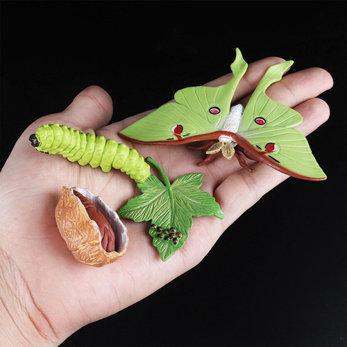 Kit Ciclo De Vida: Joaninha - Figura Inodora