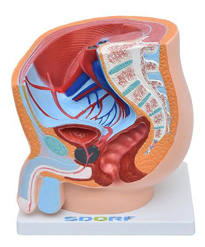 Pelve Masculina Em Secção 1 Parte, Anatomia