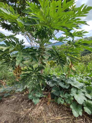 Lote En Villeta Cundinamarca