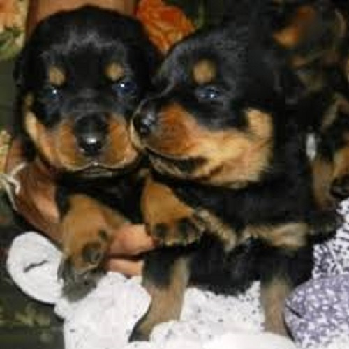 Bellos Ejemplares Rotweiller Aleman 350