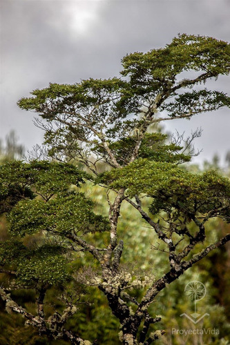 Venta Parcela 1 Hectárea En Ancud, Chiloé