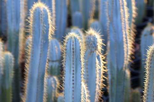 Cactus Pilosocereus Pachyclad Azul Exótico Coleccionable 