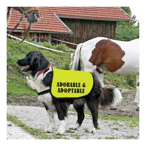 Chaleco De Chaqueta Para Perros De Adopción Adorable Y Arnés Adorable-large.