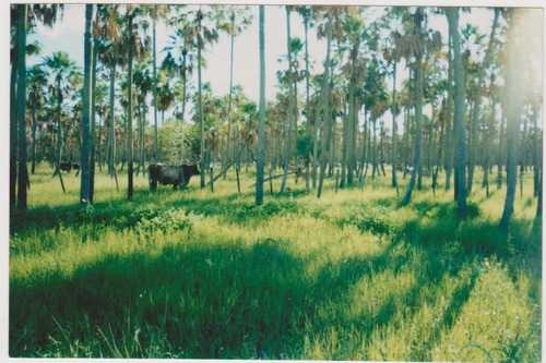 Exelente Campo En Paraguay,ideal Inversor