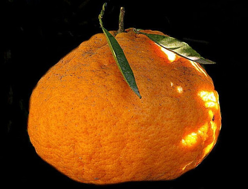 Arbol De Mandarina Bergamota Injertado Envíos A Todo El País