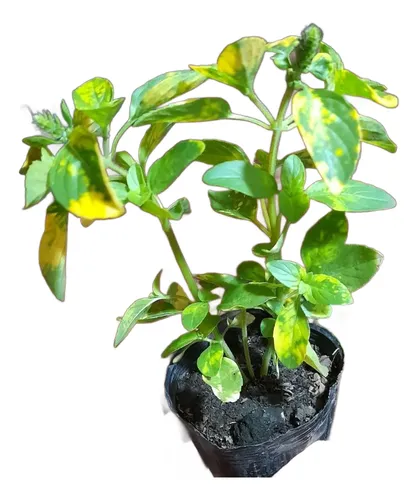 Planta Huerta Albahaca Variegada