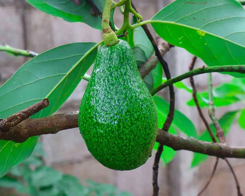 Aguacate Pinkerton