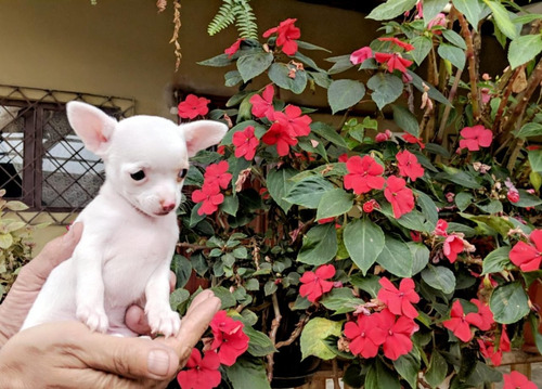 Perritos Chihuahua Puros Mini Toy 450 Cabeza De Manzana