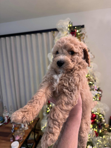 Goldendoodle Macho