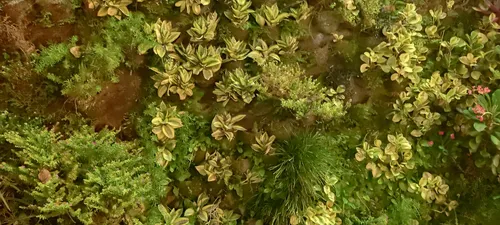 Absorbente Organico