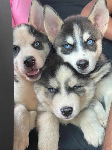 Cachorro Husky Siberiano