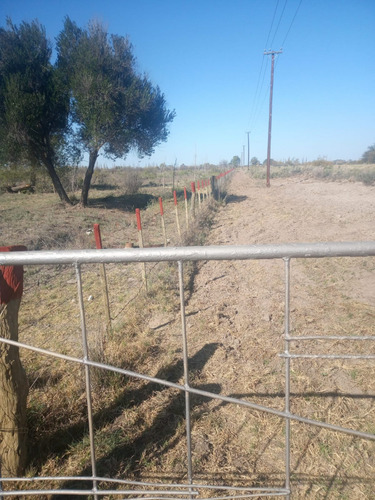 Finca 37 Ha. Sobre Ruta Nac. 143 , A 15 Km Al Sur De General Alvear, Mendoza.