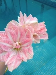 Bulbo Amaryllis Exotico Pretty Nymph. Caba. Envíos