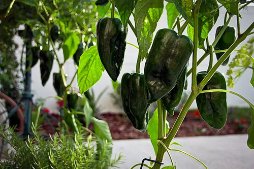 Semillas De Chile Poblano O Ancho (capsicum Annuum) 10 Gr