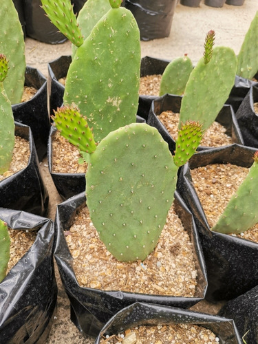 Nopal De Castilla El Comestibleopuntia Ficus Indica (Usado)